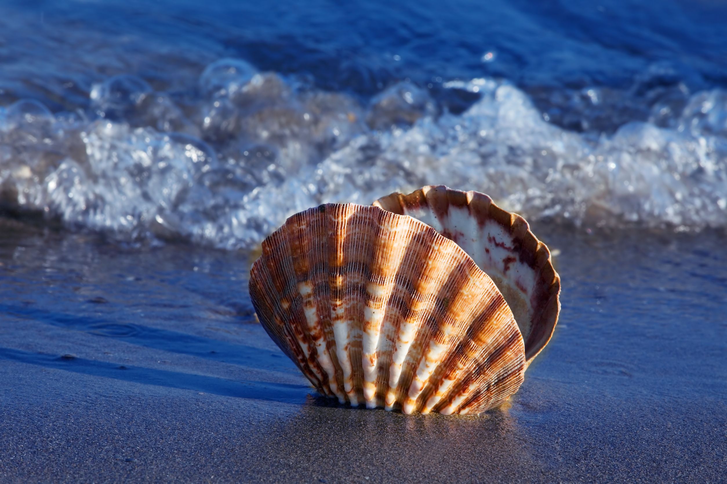 schelp op strand
